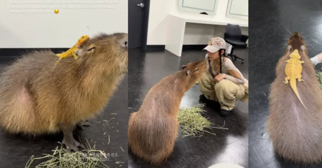 VvipTimes 18 Adorable Capybara and Lizard Friend in Jennie's 'Like JENNIE' MV Charm Netizens