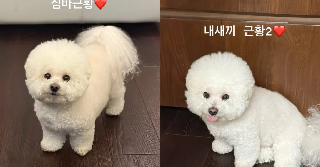 VvipTimes park seo joons dog park seo joon instagram park seo joon's dog: park seo joon instagram