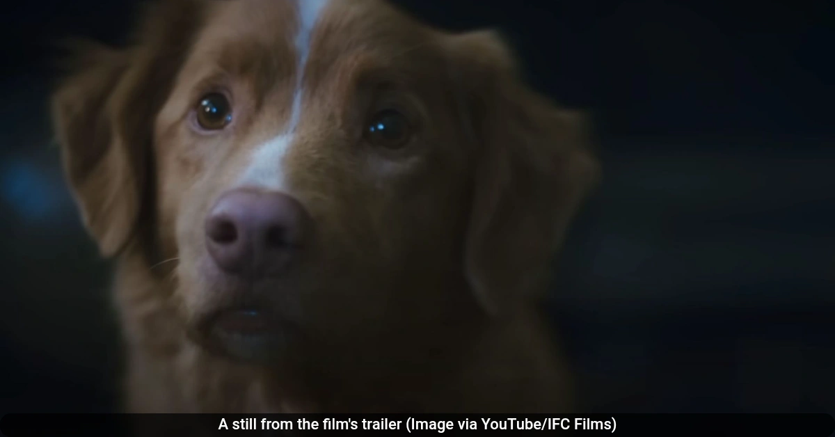 Good Boy Ending Explained: A Dog’s Final Act of Loyalty