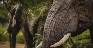 Ernie Dosio Dies at 75: Millionaire Big Game Hunter Trampled by Elephants in Gabon