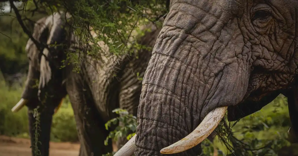 Ernie Dosio Dies at 75: Millionaire Big Game Hunter Trampled by Elephants in Gabon