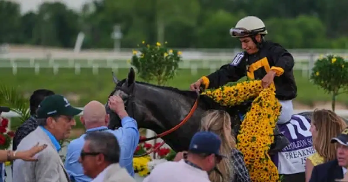 Paco Lopez drapes a blanket of Black-eyed Susan flowers over Napoleon Solo after winning the 151st running of the Preakness Stakes horse race